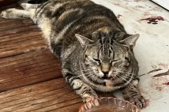 Chat blessé trouvé non pucé à Aix-les-Bains - photo
