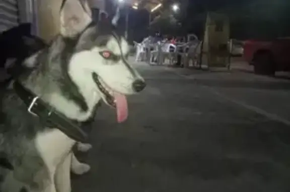 Perro Husky Gris Perdido en Cancún – Responde a Max