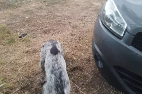 Chien mâle 2 ans trouvé à Saint-Just - photo