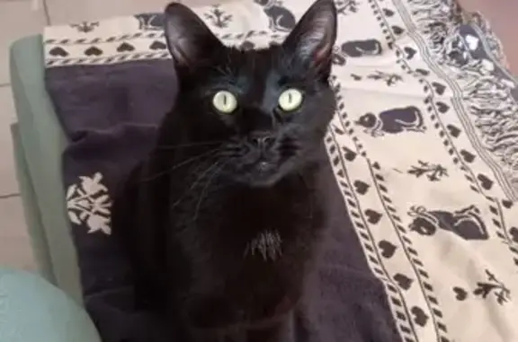 Chat trouvé Saint-Cyr-sur-Loire, photo: Chatte noire amicale trouvée Rue Victor Hugo