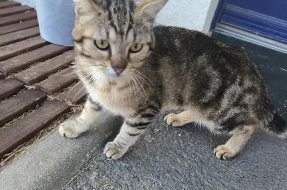 Chat mâle trouvé à Cambrai, Rue du Petit Séminaire - photo