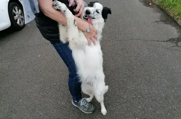 Chienne trouvée à Mont-de-Marsan, fourrière St-Pierre - photo