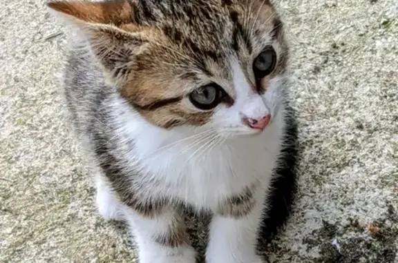 Chatons gris et tigré trouvés à Bayonvillers - photo