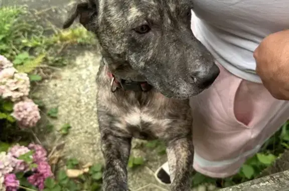 Chien trouvé : Allée du Château, Saint-Cricq - photo