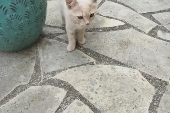Chaton sable trouvé à Bourg-des-Comptes - photo