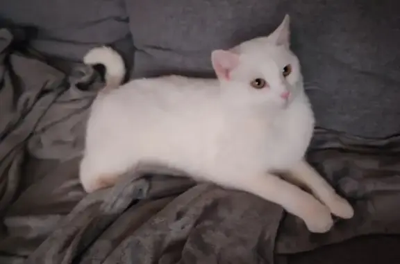Animaux perdus Fourchambault, photo: Chat Européen blanc perdu à Fourchambault
