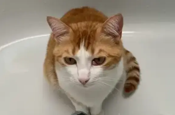 Animaux perdus , photo: Chat roux et blanc perdu à Trégueux