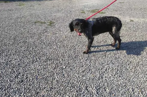 Chien trouvé , photo: Chienne Épagneul breton trouvée à Saint-Gauzens