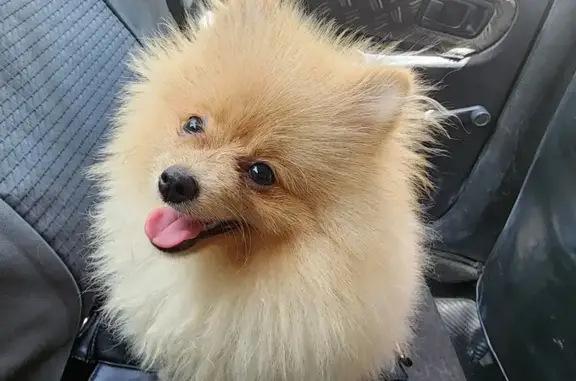 ¡Ayuda! Pomerania hembra perdida en Cancún