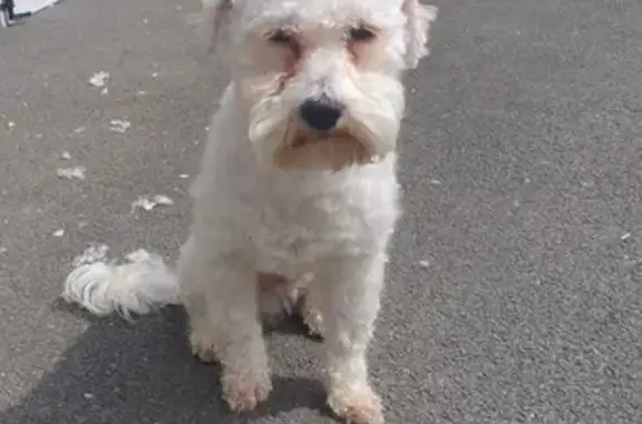 Chien perdu Vitré, photo : Chien perdu : Bichon havanais mâle à Vitré