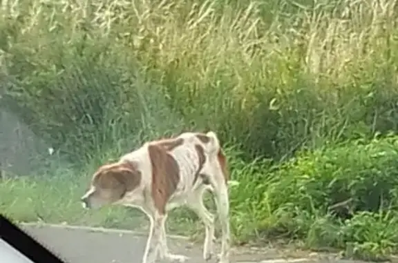 Chien mâle maigre trouvé Rue Léon Demoutiez - photo