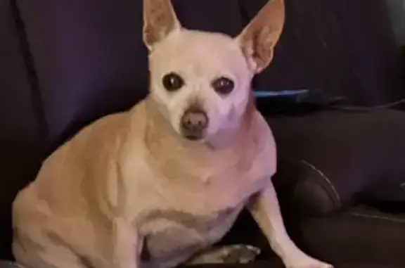 Missing: Friendly Chihuahua, Athena - Post Falls