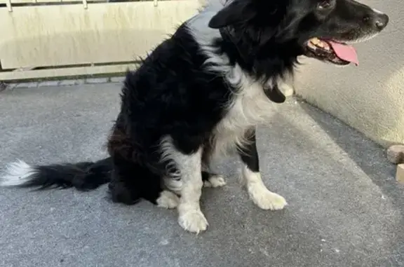 Chien trouvé, collier cuir et anti-puce noir - photo