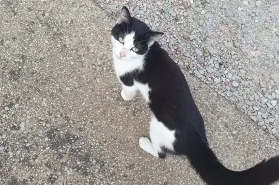 Chat noir et blanc trouvé à Tourouvre au Perche - photo