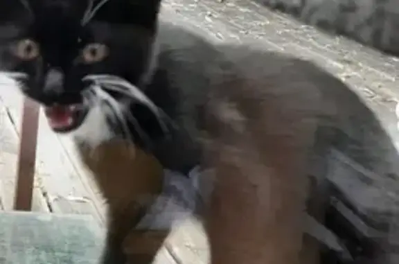 Chaton noir et blanc trouvé à Saint-Maurice - photo