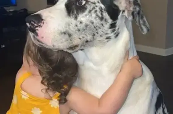 Lost Male Aussie Shepherd-Dane Mix, Crenshaw