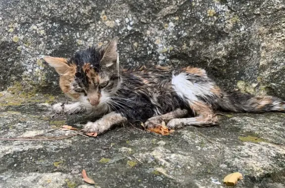 Petite chatte tricolore trouvée à Charleval - photo