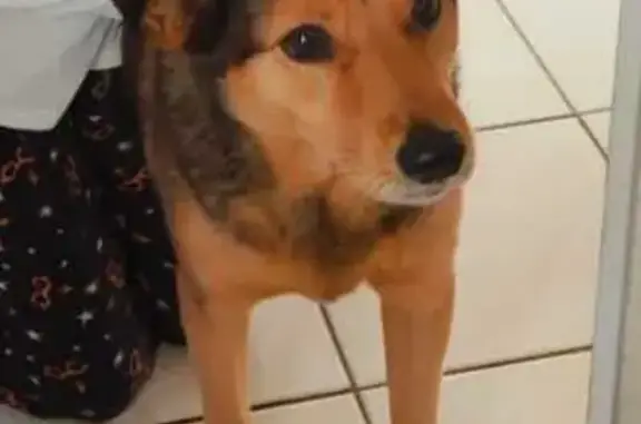 Chien perdu Bidart, photo : Chien Disparu à Bidart: Poil Roux/Fauve