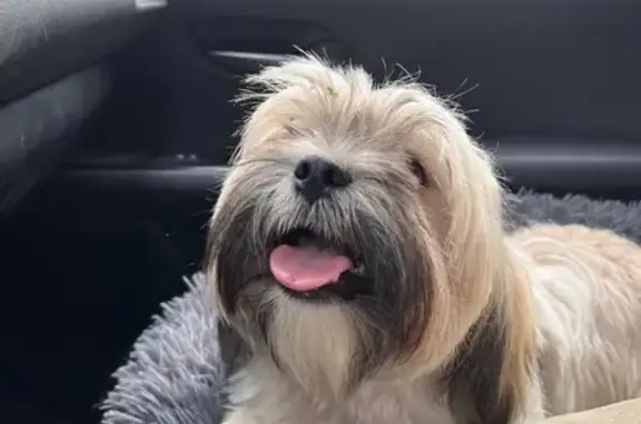 Chienne trouvée à Saint-Hippolyte-de-Montaigu - photo