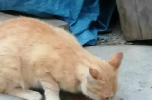 Chat roux trouvé entre télécabine et rue Charmette - photo