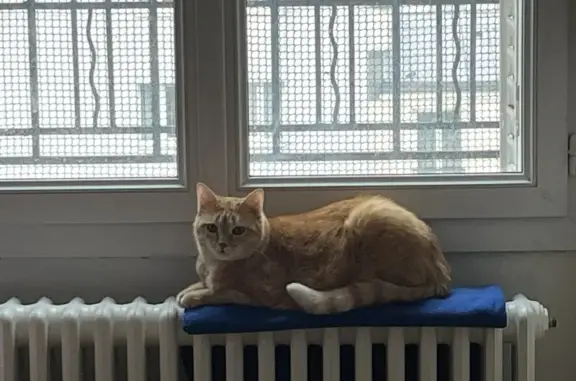 Animaux perdus Montélimar, photo: Chat perdu rue Gustave Monod, Montélimar
