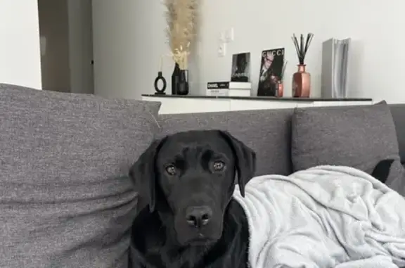 Animaux perdus Toulouse, photo: Labrador noir femelle perdu à Toulouse