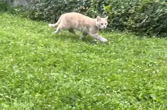 Chat trouvé Beuvry, photo: Chat trouvé avec collier Rue Ronsard, Beuvry