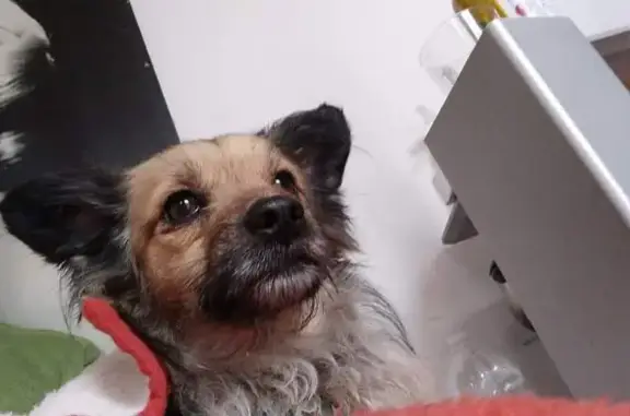 ¡Ayuda a Encontrar! Perro Marrón Chippeado