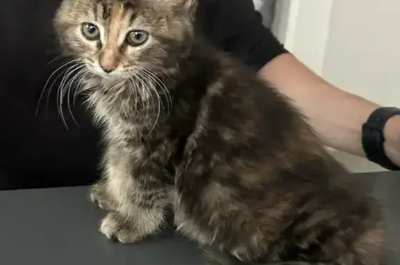 Jeune chatte trouvée Route du Bugey - photo