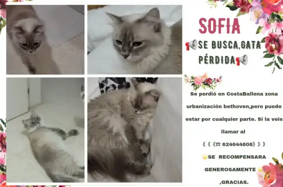 Busco Gato Marcado y Rabo Roto - Rota