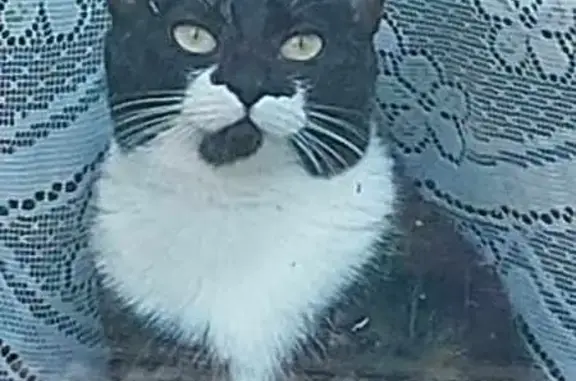 Chatte noire perdue à Montbrison, Rue Guy IV - photo