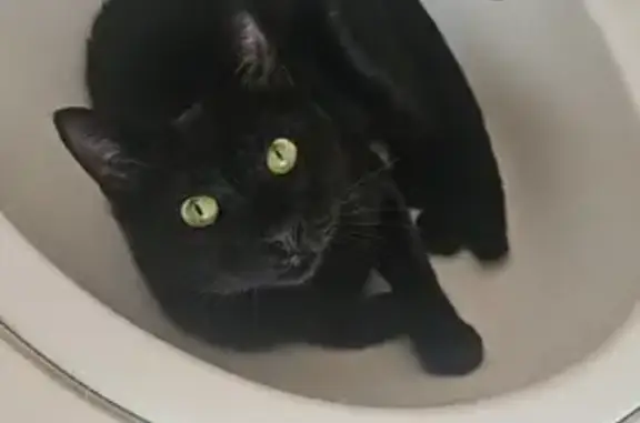 Animaux perdus Péronnas, photo: Chat noir mâle perdu, Rue André Pagneux