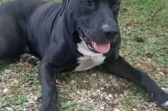 Chien trouvé : Stafford-Labrador noir et blanc - photo