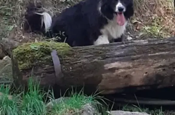 Chien perdu , photo : Border Collie femelle 6 ans disparue Orcières