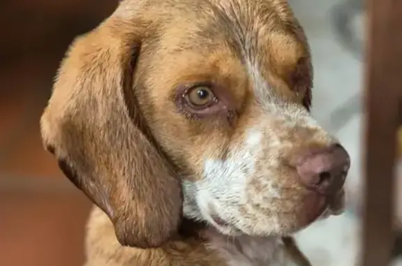 Beagle trouvé à Quinsac, recueilli chez moi - photo
