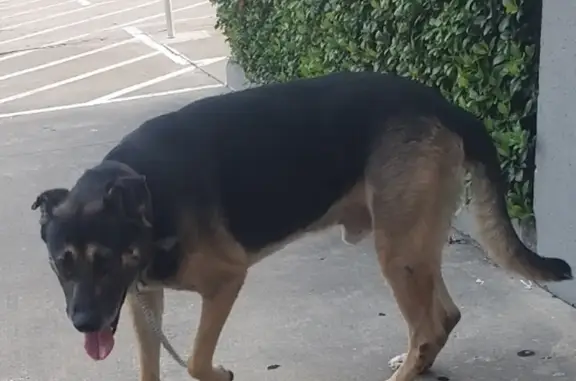 Found Friendly German Shepherd Mix - Humble, TX