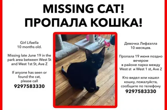 Missing Black Kitty: Lifaella, 10 Months Old