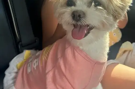 Lost Maltese: Young Female on Jackson St, 59