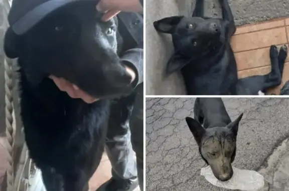 ¡Perro Negro Perdido en Toluca! Ayuda Urgente