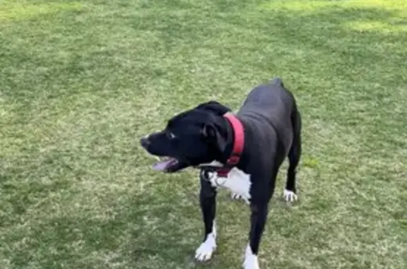 Lost Dog: Black & White, Red Collar, Glen Eira