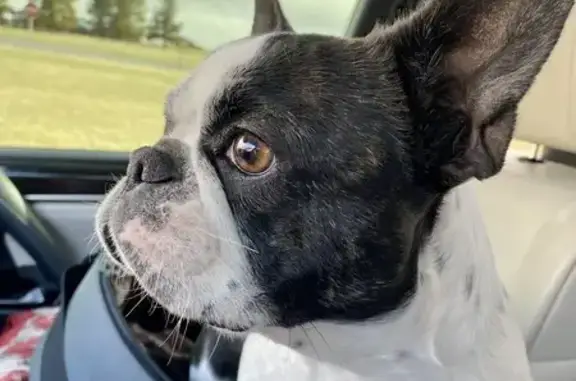 Lost Frenchie Mix - East 71st St, Fort Collins