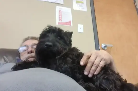 Missing Black Scottish Terrier in Holland, MO