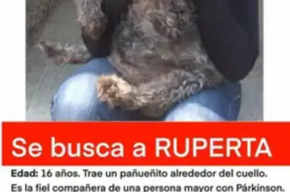 ¡Perro Perdido! Buscamos a Ruperta en Tlalpan