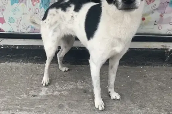 Perro Perdido: Hembra Pequeña y Dócil en CDMX