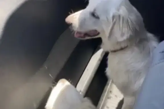 Lost Great Pyrenees Pair in Bay City