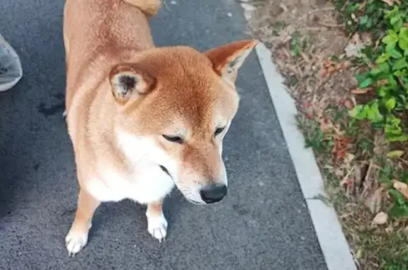 Chien fauve trouvé, mâle Akita à Caen - photo