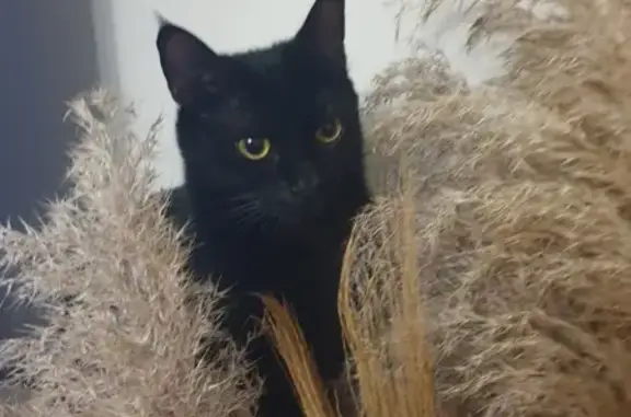 Animaux perdus Gisors, photo: Chatte noire disparue à Gisors