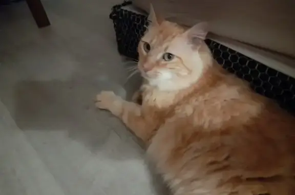 Chat roux câlin trouvé à Boucau - photo