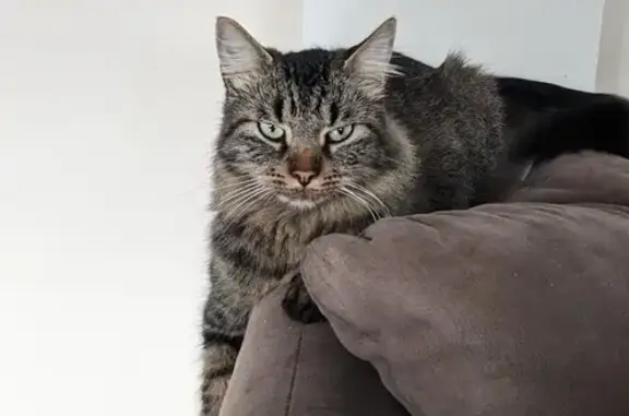 Animaux perdus , photo: Chat perdu à Limeray depuis le 10 juillet