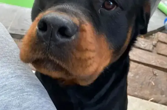 Missing 3.5-Year-Old Female Rottweiler in CT